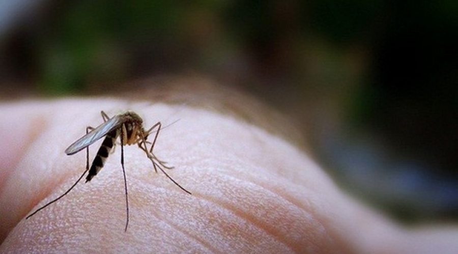 Κίνδυνος ελονοσίας στην Ελλάδα τις επόμενες δεκαετίες – Τι δείχνει έρευνα του ΑΠΘ